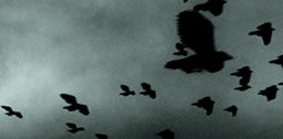 A LIFE (DIVIDED) - ANYONE | DIRECTOR: IRAKLI ERGEMLIDZE/WALDEMAR BORTH | SHOT and EDITED: IRAKLI ERGEMLIDZE/WALDEMAR BORTH | CGI: ALEXANDER KREMEL